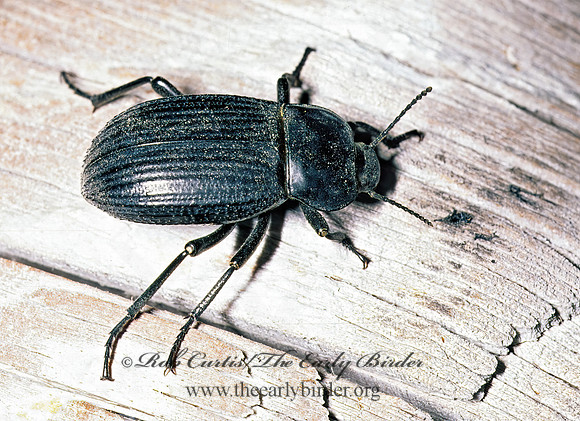 Eleodes nr tricostatus 54102z
