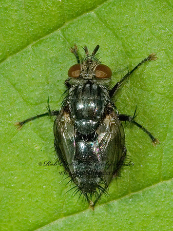Voria ruralis  TACHINID FLY 5016061z