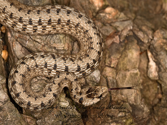 Storeria dekayi  BROWN SNAKE 9024265z