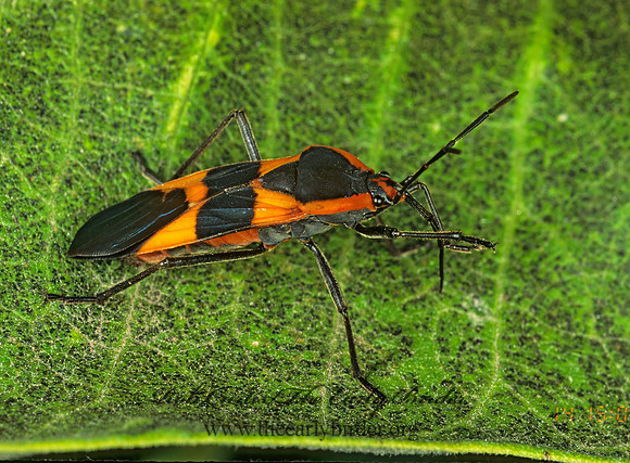 Oncopeltus fasciatus  LARGE MILKWEED BUG 213128z