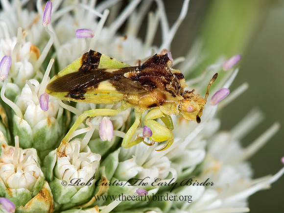 Phymata americana  AMBUSH BUG 9003117z