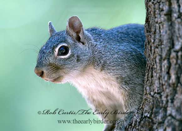 Sciurus arizonensis  ARIZONA GRAY SQUIRREL 5006129z