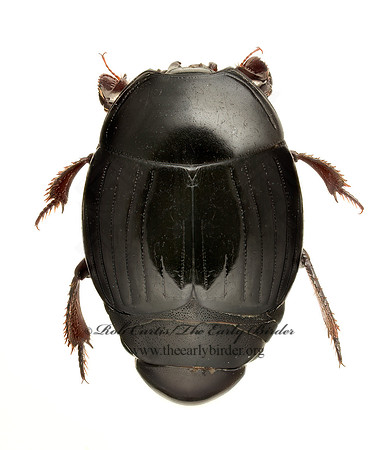 Hister coenus HISTER BEETLE 9020590z