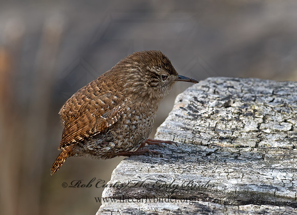 Troglodytes hiemalis  WINTER WREN 9028330z
