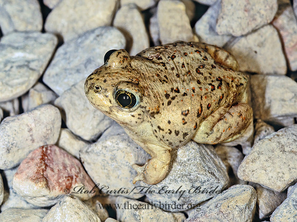 Anaxyrus punctatus  RED-SPOTTED TOAD 57119 z