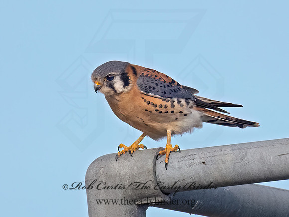 Falco sparverius AMERICAN KESTREL 9086165z