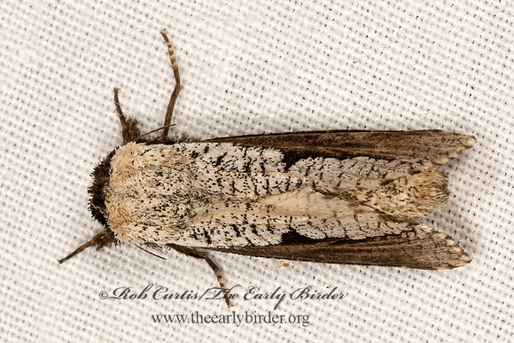 Aramos ramosa  LEOPARD MOTH 3031999z