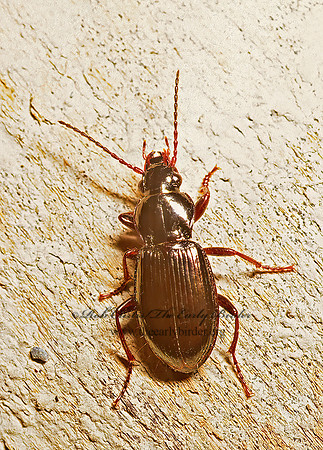 Pterostichus (Cryobius) riparius 237606z