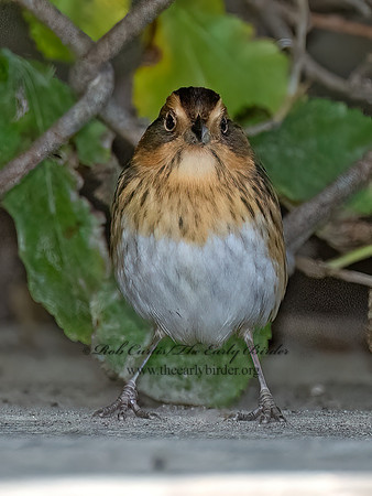 Ammospiza nelsoni NELSON'S SPARROW 9084590z