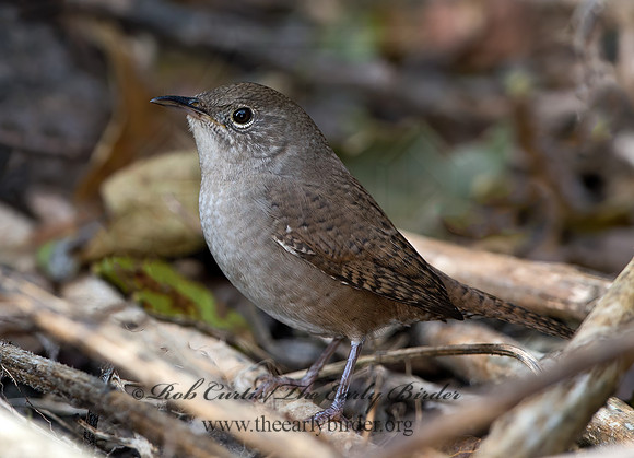 Troglodytes hiemalis  WINTER WREN  9025371z