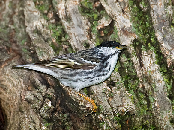 Setophaga striata  BLACKPOLL WARBLER 8013870z