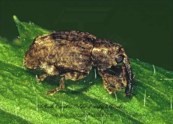 Conotrachelus elegans 1288623z