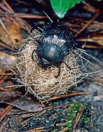 Deltochilum gibbosum 168735 z