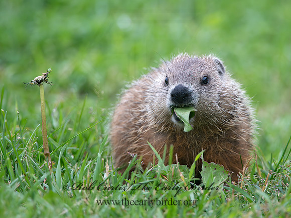 Marmota monax  WOODCHUCK 9035727z