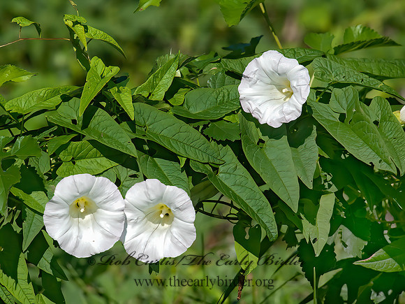 Calystegia sepium   HEDGE BINDWEED 8028964z