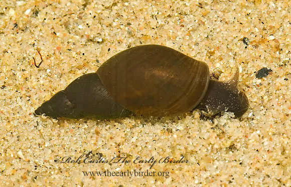 Stagnicola elodes  LYMNAEID POND SNAIL 5001835z