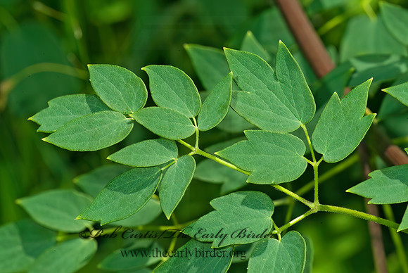 Toxicodendron  radicans  POISON IVY 4003097z