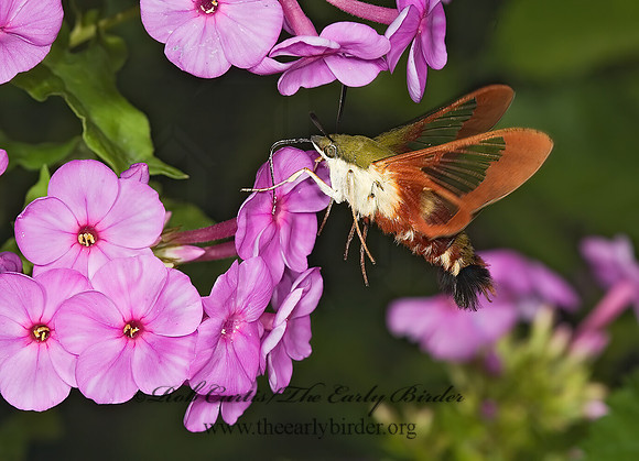 Hemaris thysbe  HUMMINGBIRD CLEARWING MOTH 5012026z