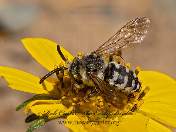 Xeromelecta californica  CALIFORNIA XEROMELECTA 3024976z