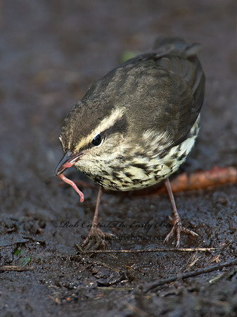 Parkesia noveboracensis  NORTHERN WATERTHRUSH 9005440z