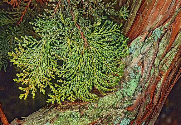 Chaemeocypress pisifera var. plumosa CYPRESS 215231z