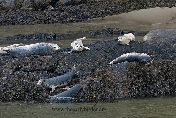 Phoca vitulina  HARBOR SEAL 7017322z