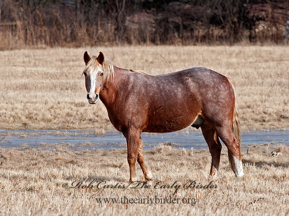 Equus caballus  HORSE 8024942z