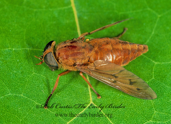 Tabanus acutus HORSE FLY 249004z