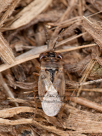 Geocoris pallens  BIG-EYED BUG 8037191z