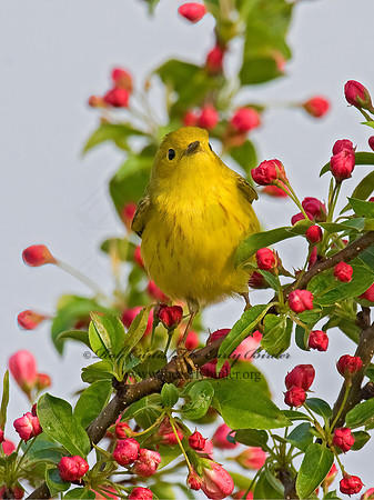 Setophaga petechia  YELLOW WARBLER 8012871z
