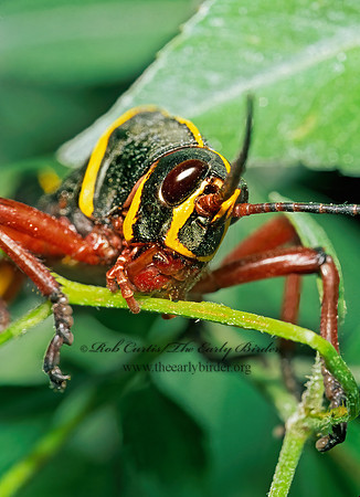 Romalea microptera SOUTHERN LUBBER GRASSHOPPER 260231z