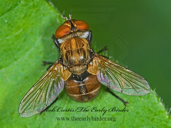 Gymnoclytia occidua  PHASIINAE TACHINID FLY  6007749z