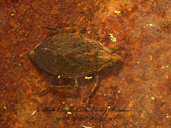 Belostoma  GIANT WATER BUG 9048306z
