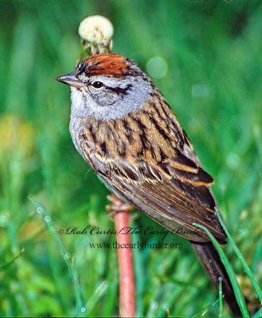 Spizella passerina  CHIPPING SPARROW 288824z