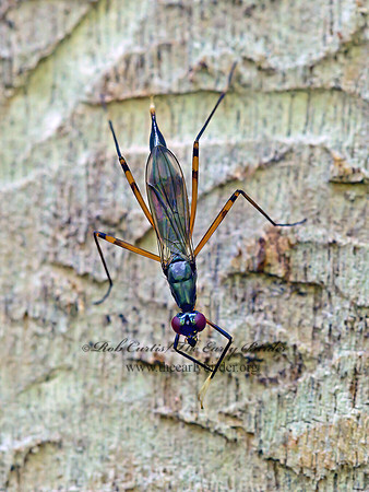 Rainieria antennaepes  STILT-LEGGED FLY 1303507z