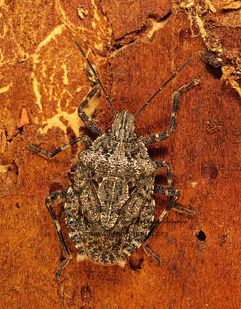 Brochymena sulcata  ROUGH STINKBUG 121324z