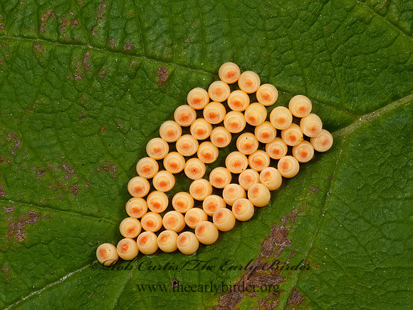 Penatatomidae  STINKBUG 5013549z