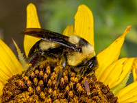 Bombus fraternus SOUTHERN PLAINS BUMBLEBEE 3023292z