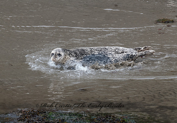 Phoca vitulina  HARBOR SEAL 7017328z