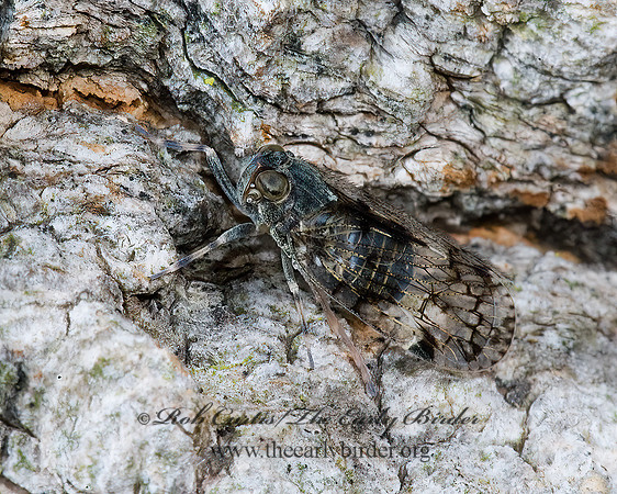 Xenoliarus placitus  CIXIID PLANTHOPPER 5009370z