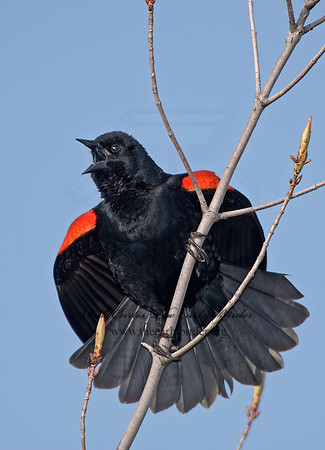 Agelaius phoeniceus  RED-WINGED BLACKBIRD 6002801z
