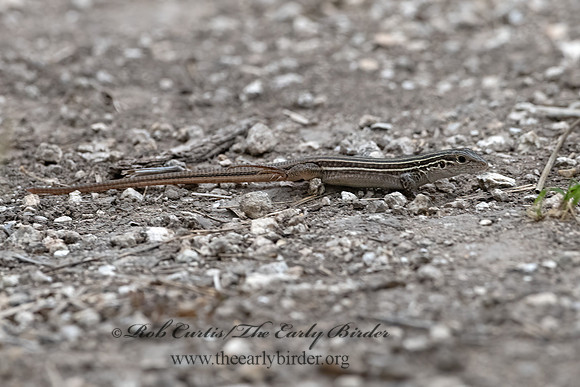 Aspidoscelis sexlineata  6-LINED RACERUNNER 3031118z