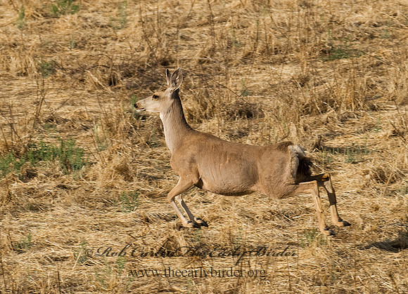 Odocoileus hemionus eremicus  DESERT MULE DEER 6026523z