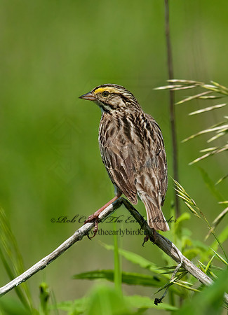 Passerculus sandwichensis  SAVANNAH SPARROW 3008402z