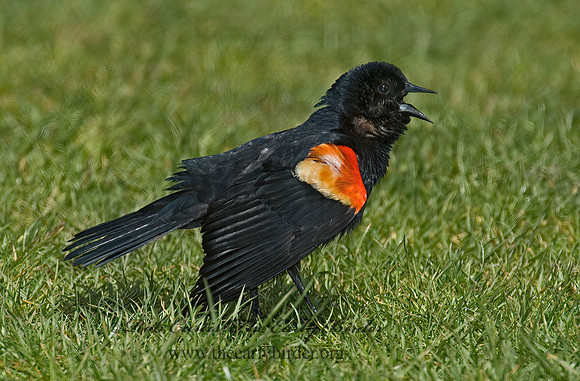 Agelaius phoeniceus  RED-WINGED BLACKBIRD 5007259z