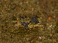 Paratettix cucullatus HOODED GROUSE LOCUST 9048075z