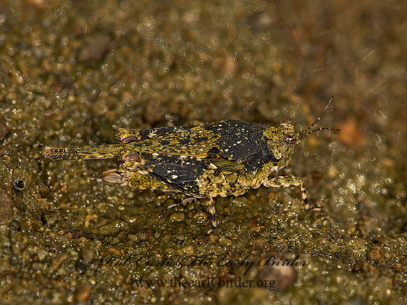 Paratettix cucullatus  HOODED GROUSE LOCUST 9048075z