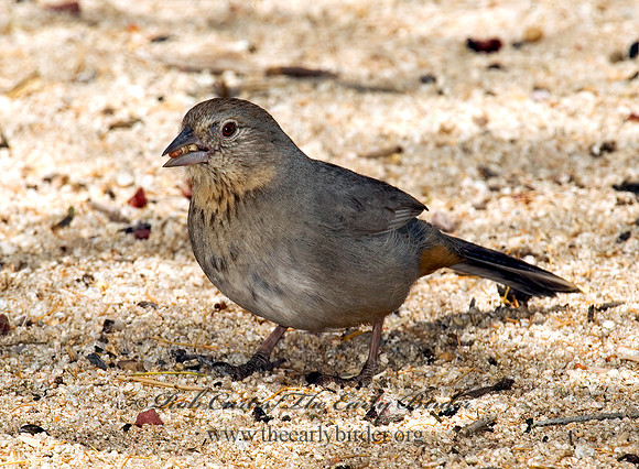 Melozone fusca  CANYON TOWHEE 5005143z