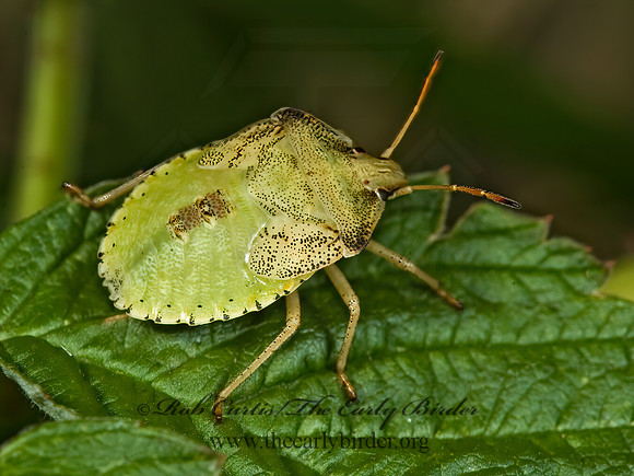Euschistus  STINKBUG 5014226z