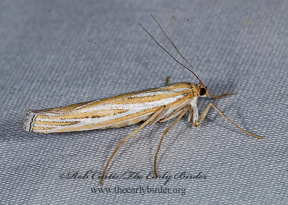 Eufernaldia cadarella GRASS VENEER 7008708z